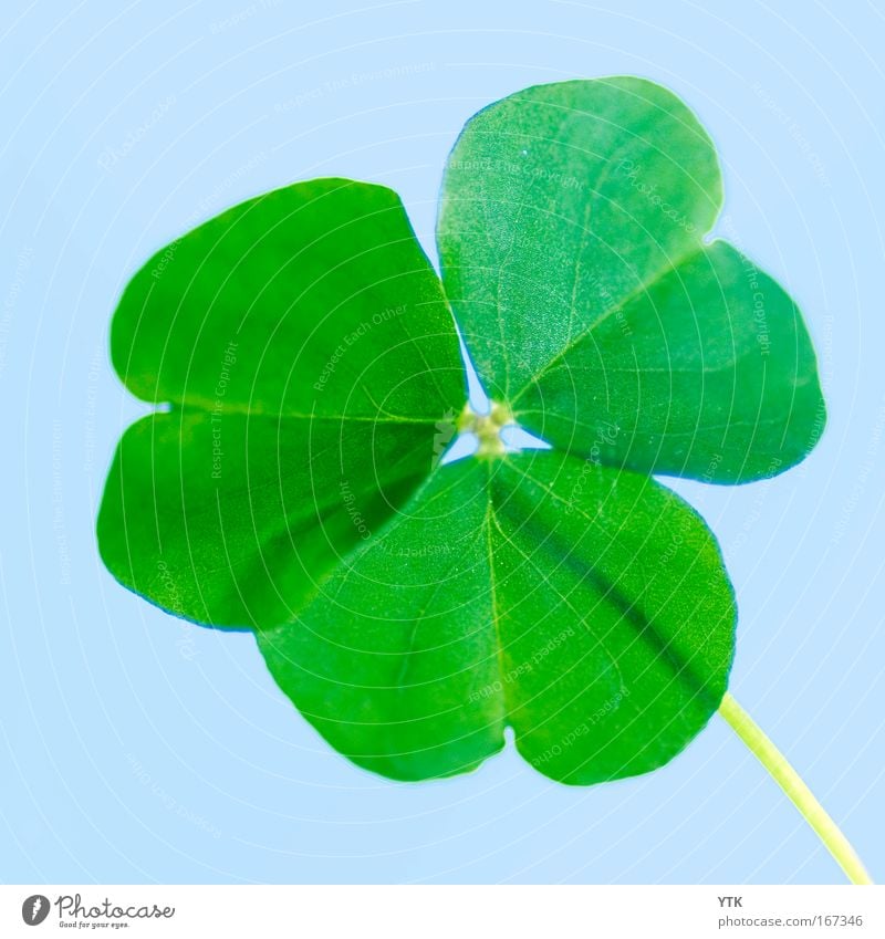 I lost my lucky clover! Colour photo Exterior shot Detail Macro (Extreme close-up) Pattern Deserted Isolated Image Neutral Background Day Shadow Contrast