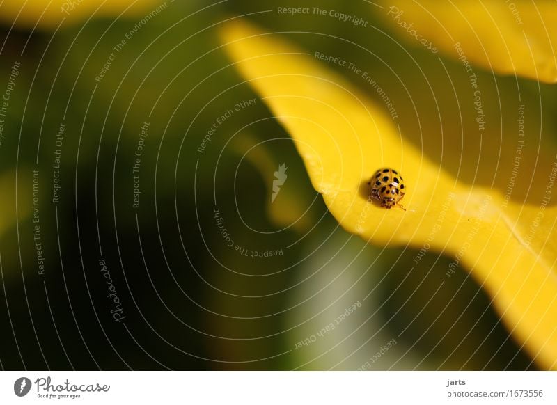 spotted yellow Nature Plant Beautiful weather Leaf Wild animal Beetle 1 Animal Crawl Small Natural Cute Colour photo Exterior shot Close-up Detail