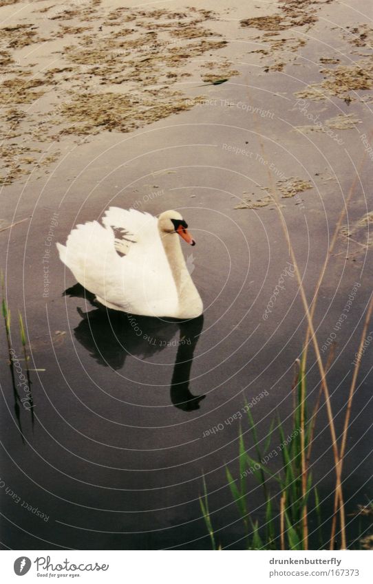 swan Colour photo Exterior shot Copy Space top Copy Space bottom Day Grass Lake Animal Swan Brown Green Red White Float in the water Swimming & Bathing