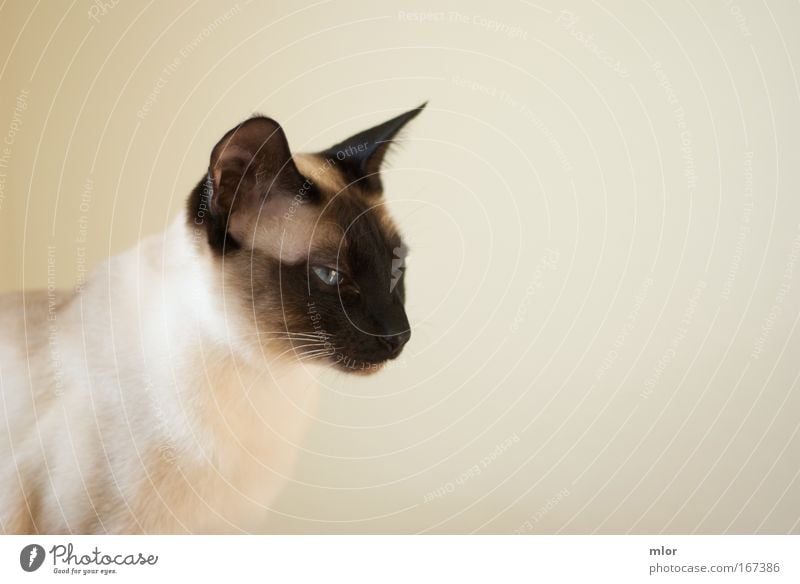 Give me a meow. Subdued colour Interior shot Close-up Neutral Background Evening Contrast Silhouette Animal portrait Forward Pet Cat Animal face 1 Threat Wild