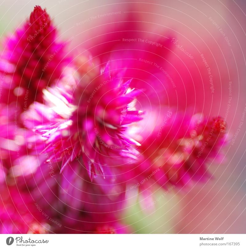 simply pink Nature Plant Spring Summer Flower Blossom Fragrance Point Pink Light Blossoming Colour photo Exterior shot Macro (Extreme close-up) Day