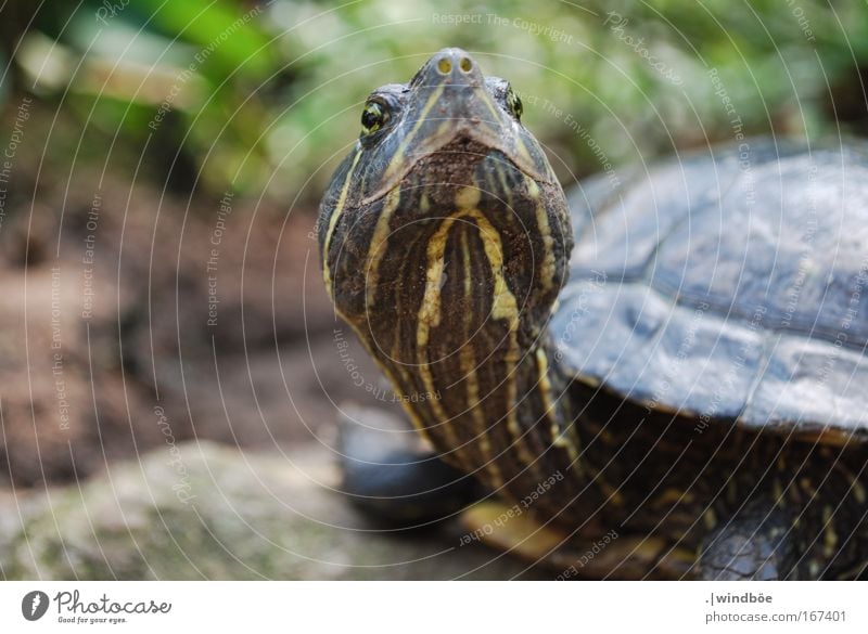 stuck-up Colour photo Exterior shot Close-up Deserted Day Central perspective Long shot Animal Animal face Scales Zoo Turtle 1 Old Curiosity Brown Yellow Green