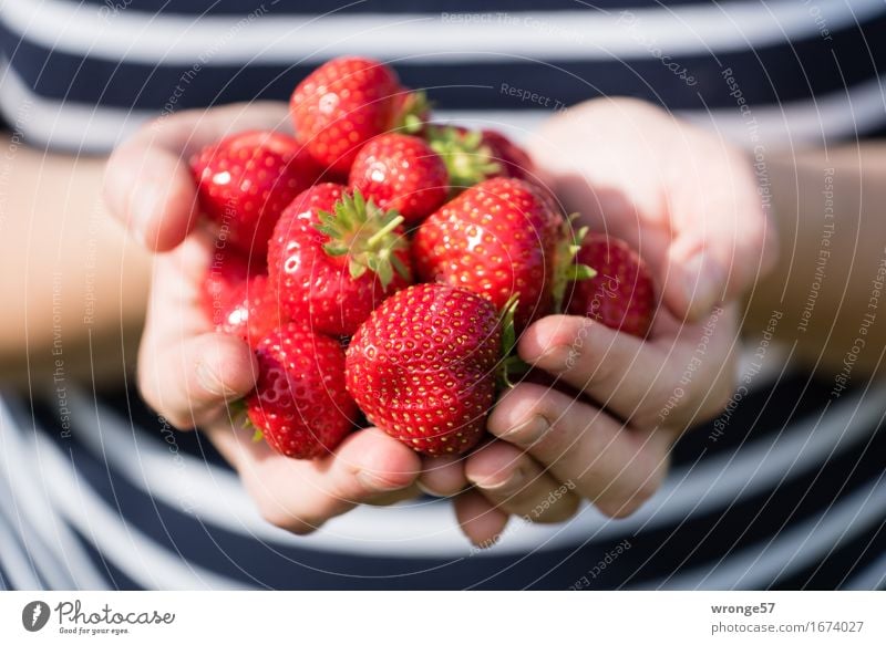 Freshly harvested Food Fruit Strawberry Vegetarian diet Human being Feminine Young woman Youth (Young adults) Woman Adults Body Arm Stomach 1 Carrying Healthy