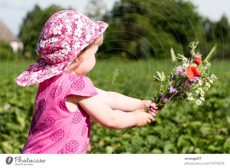 Flowers for Mutti II Summer Human being Feminine Child Toddler Girl Life 1 1 - 3 years Running Happy Green Pink Red Dress Cap Bouquet Meadow flower Field