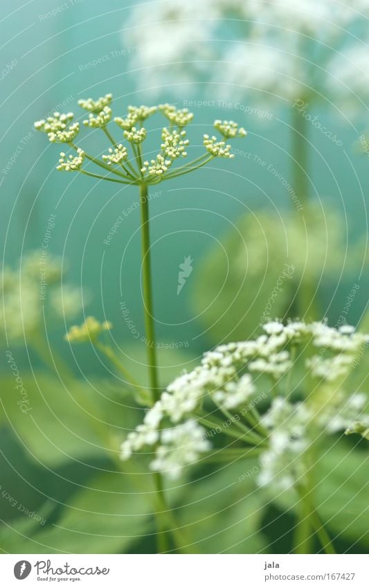 Wild things Colour photo Exterior shot Close-up Day Shallow depth of field Nature Plant Flower Blossom Agricultural crop Wild plant Meadow Field Bright