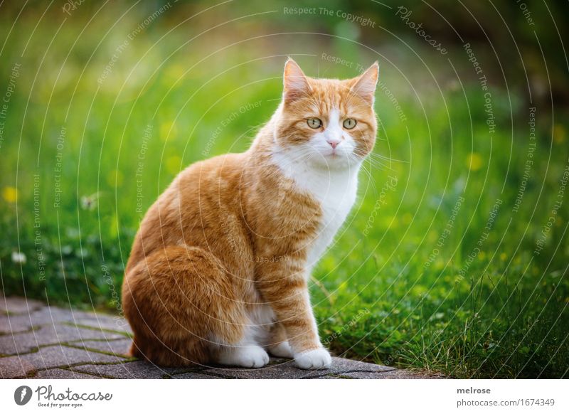 1A Note Posture Elegant Style Summer Grass Flower meadow Garden Animal Pet Cat Animal face Pelt Paw Domestic cat Mammal Animal portrait in pose