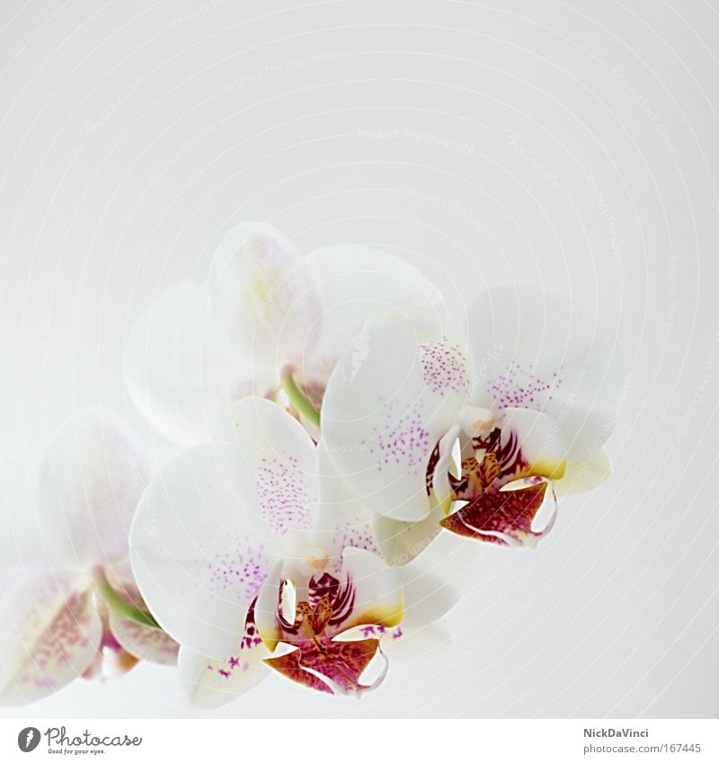 orchid Pattern Structures and shapes Copy Space top Light Lifestyle Luxury Elegant Style Exotic Beautiful Wellness Harmonious Well-being Contentment Senses