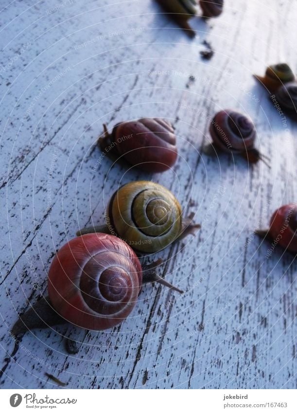 snail party Animal Snail Group of animals Together Small Near Slimy White Joy Movement Nature Team Snail shell Colour photo Close-up