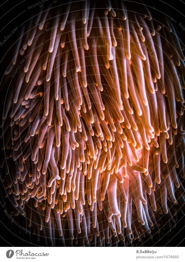 sea anemone Vacation & Travel Safari Expedition Dive Water Ocean Hang Illuminate Esthetic Exotic Indonesia Raja Ampat West Papua Anemone Underwater photo