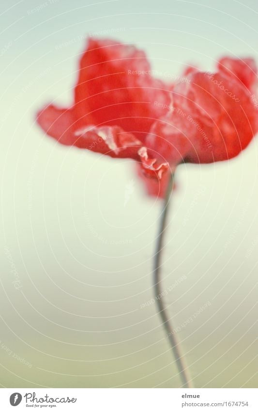 poppy day Blossom Poppy blossom Stalk Stylistic Flame Fire Wrinkles Folds String Blood Blood stain Blossoming Thin Elegant Eroticism Red Willpower Romance
