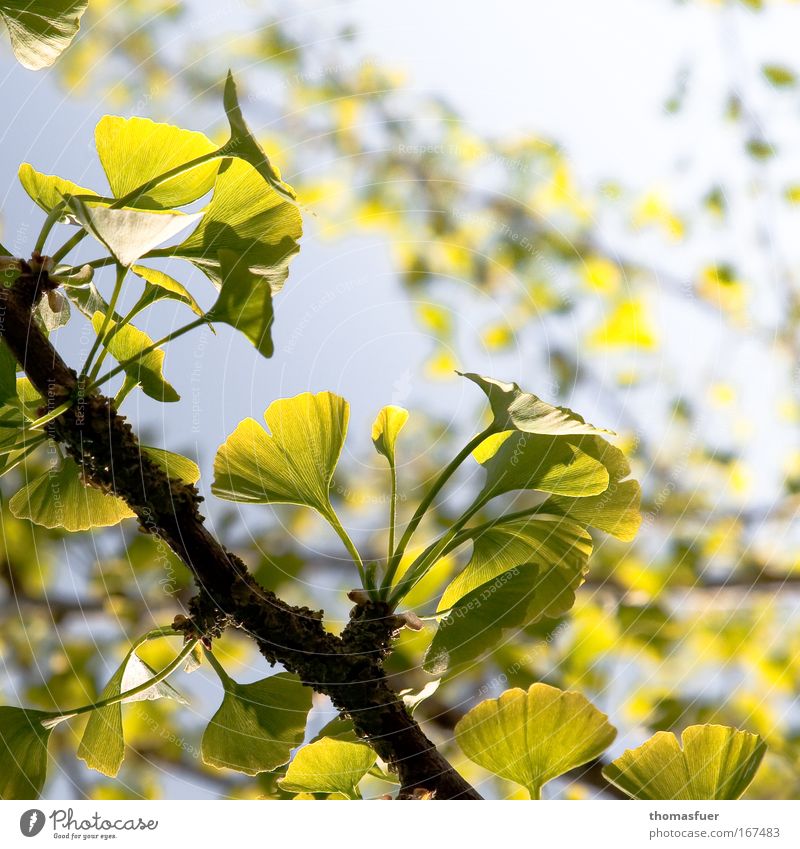 spring romance Colour photo Exterior shot Close-up Deserted Copy Space right Copy Space top Day Shallow depth of field Nature Animal Spring Tree Leaf Exotic