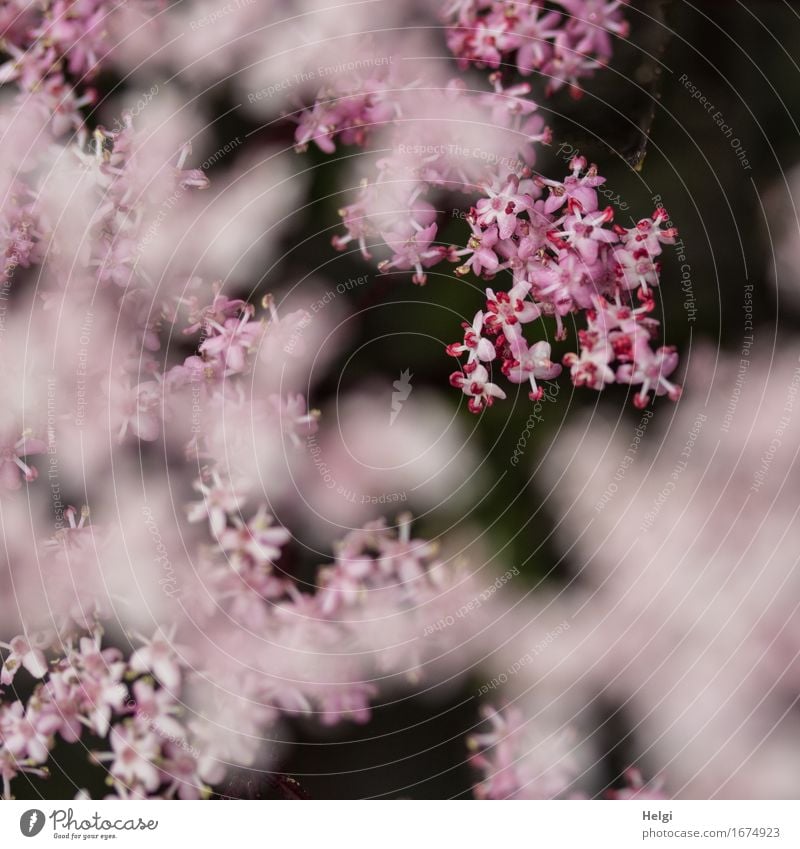 pink blossom dream... Environment Nature Plant Spring Bushes Blossom Elder Elderflower Garden Blossoming Growth Esthetic Exceptional Beautiful Uniqueness Small
