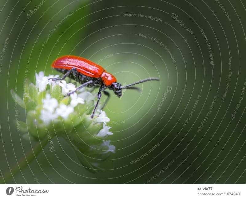bright red Nature Plant Animal Spring Summer Blossom Garden Wild animal Beetle Lily beetle Insect Destructive weed 1 Crawl Glittering Gray Red Colour To enjoy