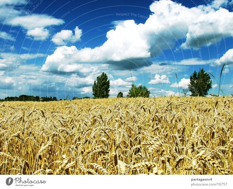 Wheat field with clouds Mature Summer Clouds Grain Harvest Sky