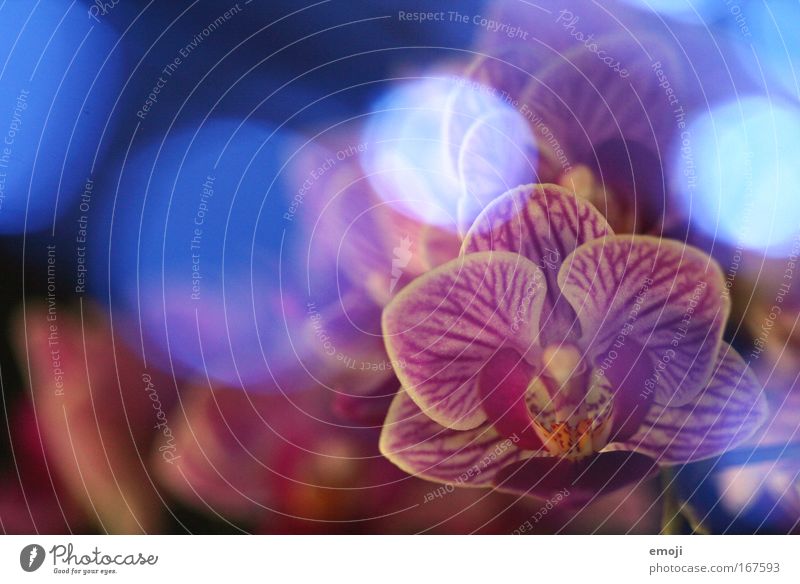 Dreamin Colour photo Subdued colour Studio shot Experimental Artificial light Nature Plant Spring Orchid Exotic