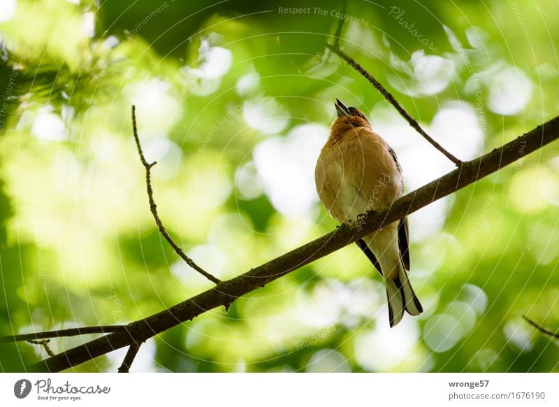 The singer Plant Animal Summer Garden Park Wild animal Bird Finch 1 Brown Yellow Green Orange White Songbirds Branch Leaf canopy Treetop Back-light Reflection