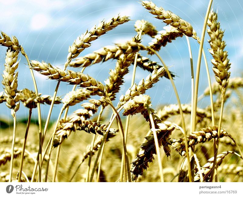 Your ears of corn Summer Yellow Mature Grain Harvest