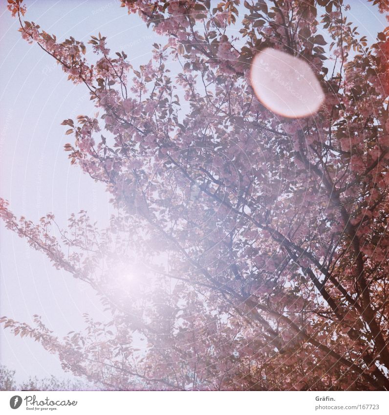 [HH 04.09] Bloom dreams Colour photo Exterior shot Lomography Holga Sunbeam Back-light Sunlight Spring Tree Blossom Cherry tree Fragrance Kitsch Pink Ease