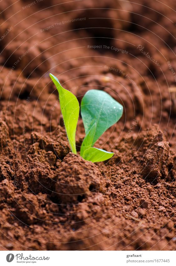 Young green plant on red field Plant New Fresh Field Red Earth Agriculture Birth Shoot Germ Nature Botany Beginning youthful Sowing Leaf Green Growth Optimism