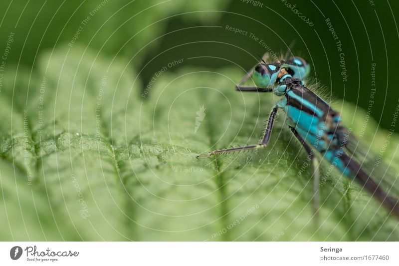 Portrait from behind Plant Leaf Garden Park Meadow Forest Animal Wild animal Fly Animal face Wing 1 Flying Dragonfly wing Dragonfly wings Demoiselles
