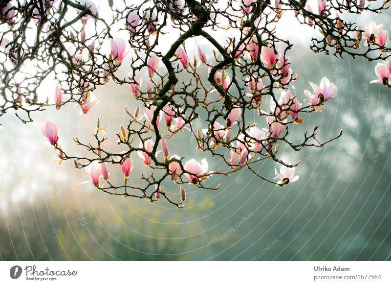 magnolia spell Relaxation Calm Vacation & Travel Sightseeing City trip Bremen Garden Nature Plant Sunrise Sunset Sunlight Spring Beautiful weather Tree Leaf