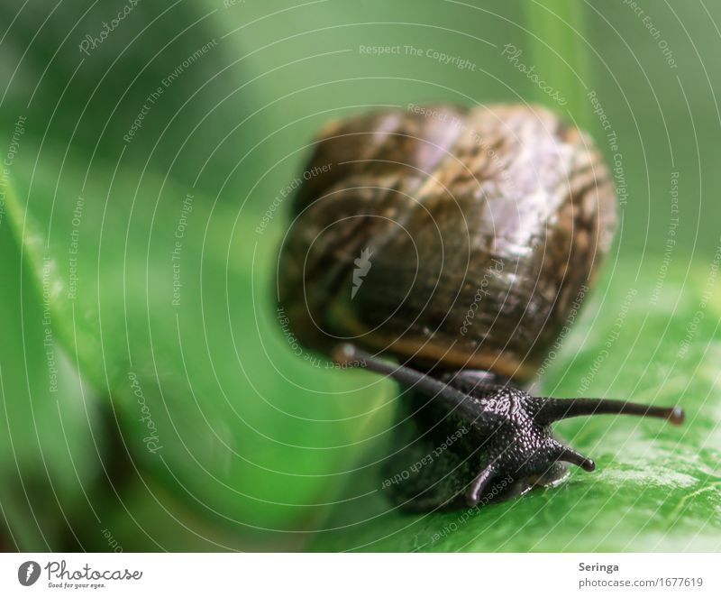 Scratching the curve Plant Animal Tree Grass Moss Leaf Garden Park Meadow Forest Wild animal Snail Animal face 1 Slimy Snail shell Colour photo Multicoloured