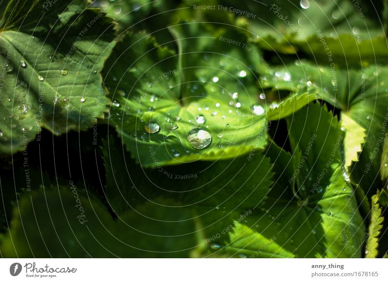 The sun after the rain Environment Nature Plant Water Drops of water Sun Sunlight Spring Beautiful weather Rain Leaf Foliage plant Park Joy Happy Colour photo