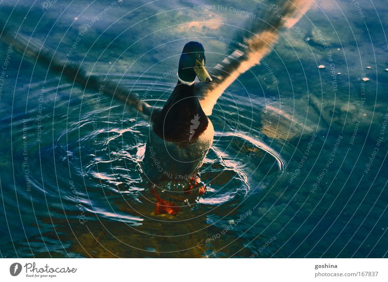 Feather Ventilation Colour photo Multicoloured Exterior shot Deserted Copy Space right Day Reflection Sunlight Motion blur Water Lakeside Pond Wild animal Duck