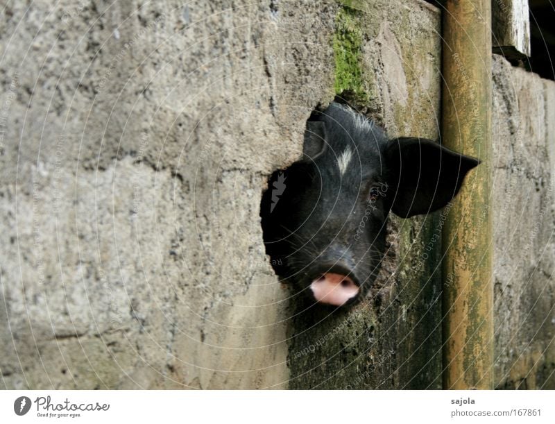 Had a rough time Animal Pet Farm animal Animal face Swine To be lucky Pig head Pig's snout Pig's ear 1 Observe Looking Dirty Natural Curiosity Pink Black Happy