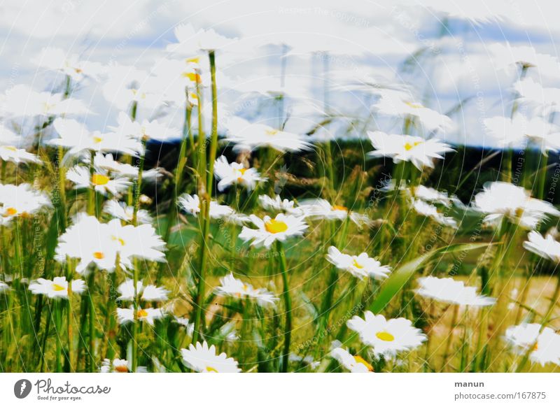 windy Nature Spring Summer Wind Flower Wild plant Marguerite Meadow Movement Blossoming Esthetic Bright Natural Beautiful Green White Spring fever Exceptional
