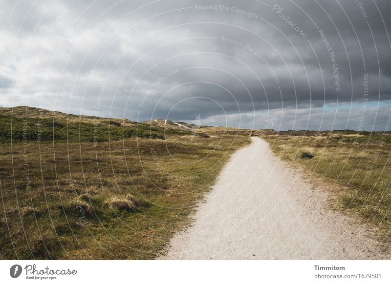 Something's coming! Vacation & Travel Environment Nature Landscape Sky Clouds Dune Marram grass Denmark Lanes & trails Threat Gray Green Emotions Far-off places