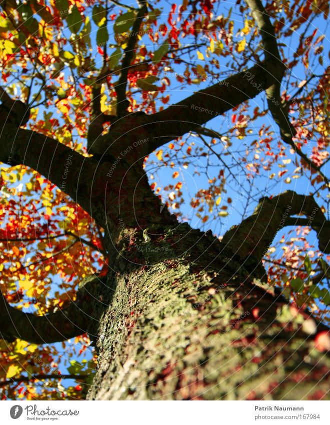 only one tree Colour photo Exterior shot Day Shadow Sunlight Sunbeam Shallow depth of field Worm's-eye view Wide angle Upward Nature Sky Summer Autumn Tree