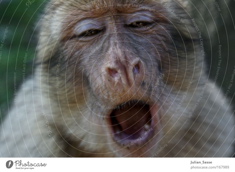 monkey Animal Wild animal Animal face Zoo 1 Exotic Monkeys Yawn Colour photo Exterior shot Day Sunlight Shallow depth of field Central perspective
