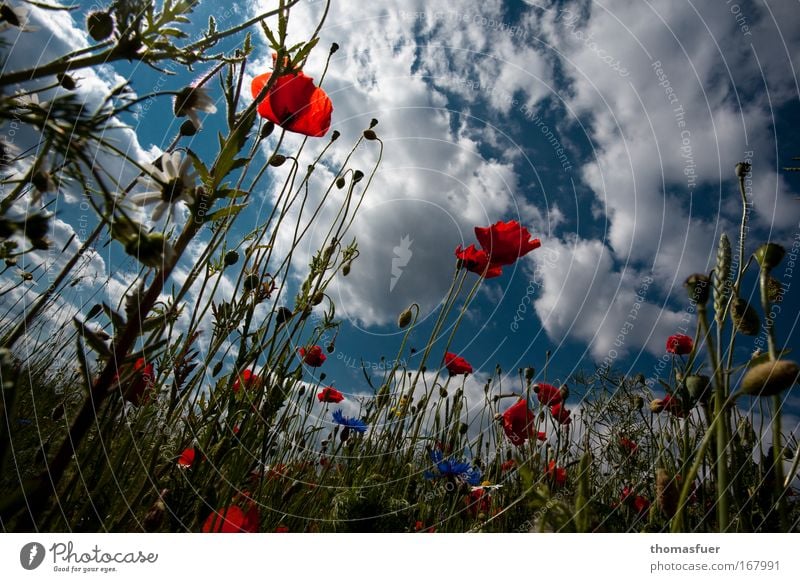 SUMMER!!!!! Colour photo Multicoloured Exterior shot Deserted Copy Space top Day Sunlight Worm's-eye view Nature Sky Clouds Summer Beautiful weather Flower