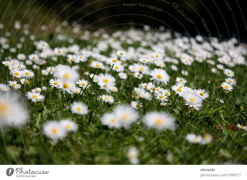 daisy alarm Pattern Blur Environment Nature Plant Summer Beautiful weather Warmth Flower Blossom Garden Meadow Fragrance Fresh Infinity Soft Yellow Green