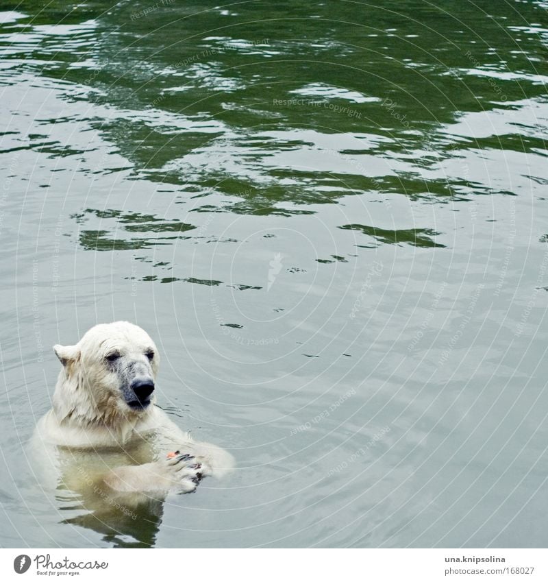 You'd better do the carrots. Zoo Water Climate change Snow Animal Wild animal 1 To feed Polar Bear North Pole Arctic circle Ice Swimming & Bathing Colour photo