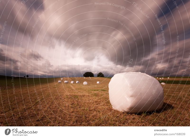 Marshmallow Field VIII Colour photo Exterior shot Deserted Copy Space left Copy Space top Day Light Shadow Contrast Motion blur Deep depth of field