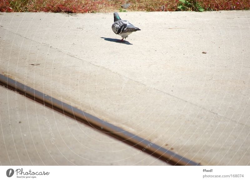 [PC-Usertreff Ffm]: Asphalt Swallow Colour photo Exterior shot Day Light Shadow Animal Bushes Outskirts Street Lanes & trails Bird Pigeon 1 Walking Stand Town