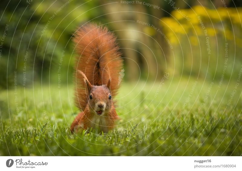 Oops, is he aiming at me? Nature Animal Spring Summer Grass Garden Meadow Field Forest Wild animal Animal face Pelt Claw Paw Squirrel 1 Baby animal Observe