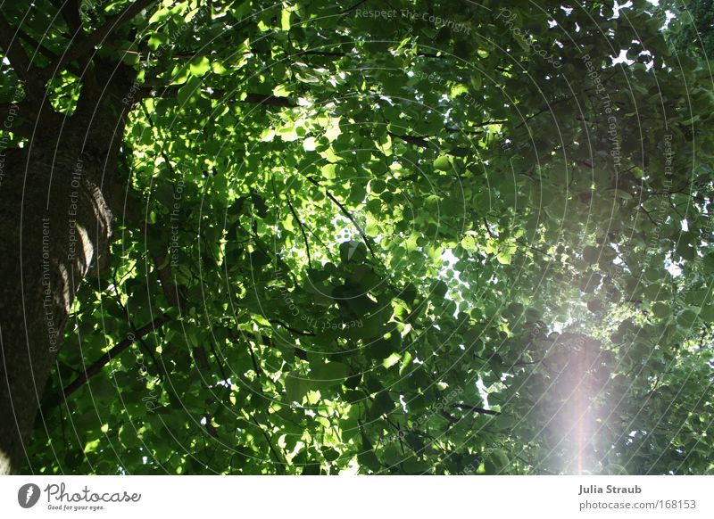 tree Colour photo Exterior shot Day Light Shadow Sunlight Sunbeam Worm's-eye view Rear view Garden Nature Summer Tree Leaf Reliability Brown Green Black