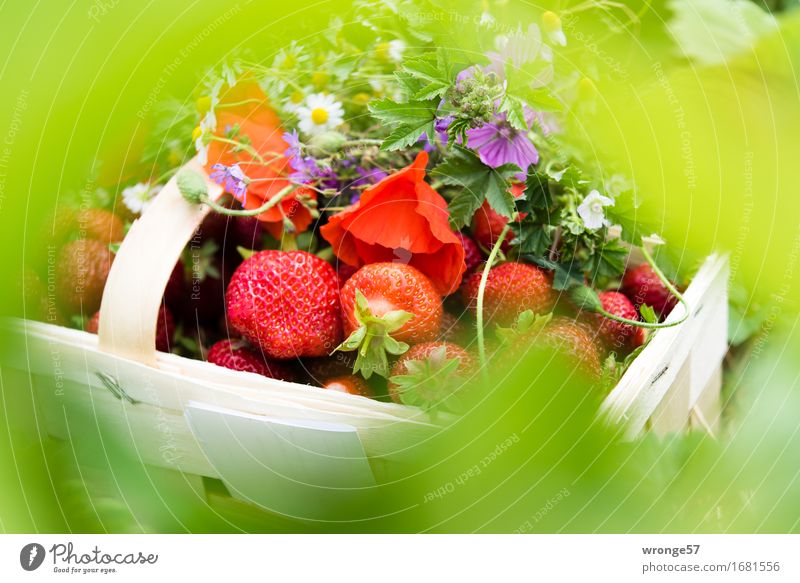Freshly harvested III Food Fruit Strawberry Vegetarian diet Healthy Multicoloured Green Violet Red White Delicious Basket Bouquet Meadow flower Arranged Summer