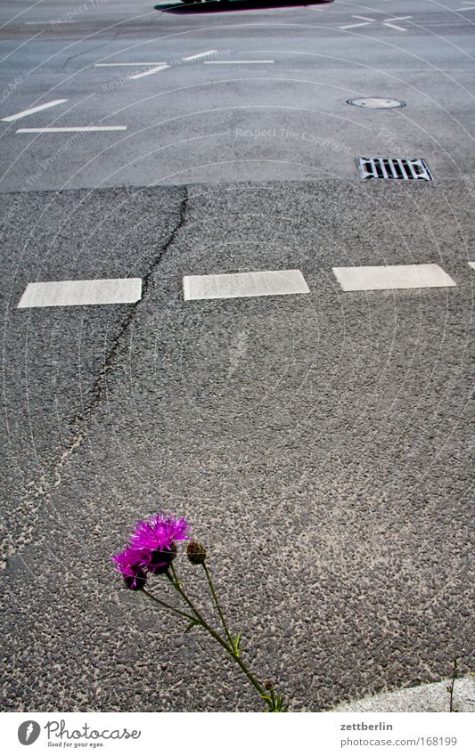 Flower and street Colour photo Exterior shot Deserted Copy Space left Copy Space right Copy Space top Copy Space middle Day Plant Summer Blossom Wild plant