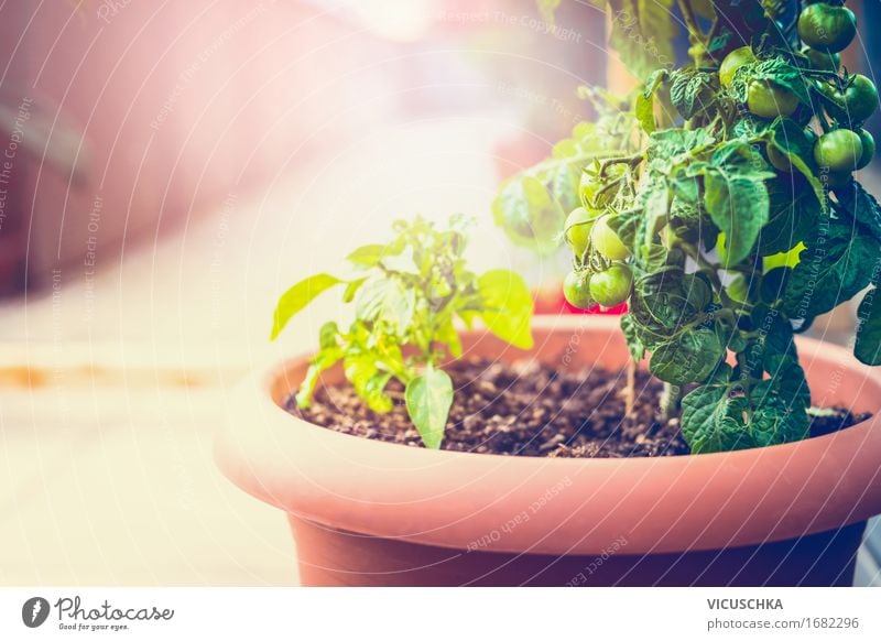 Growing vegetables in tubs on balcony Food Vegetable Lifestyle Healthy Eating Summer Living or residing Flat (apartment) Garden Nature Sunrise Sunset Sunlight