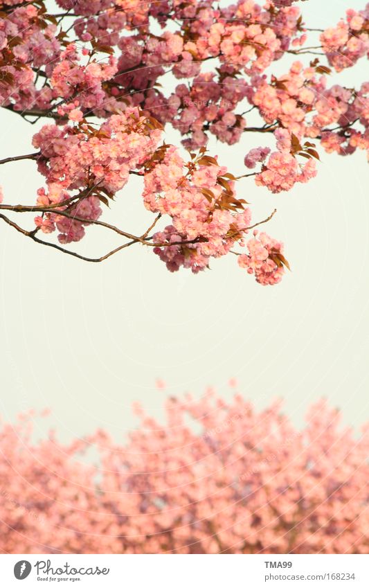 I'm a girl. Colour photo Subdued colour Exterior shot Deserted Copy Space bottom Copy Space middle Day Sunlight Sky Cloudless sky Tree Blossom Blossoming Dream