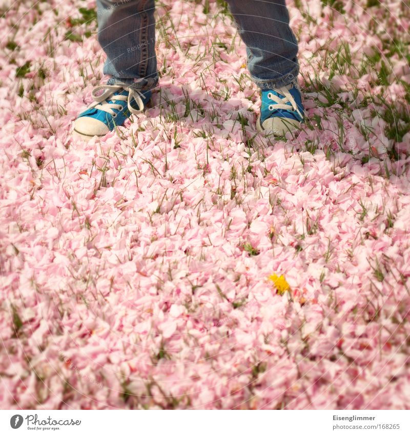 [HH 04.09] Flower photography Infancy Legs 3 - 8 years Child Sunlight Spring Blossom Sneakers Stand Wait Blue Pink Independence Future Going Step-by-step
