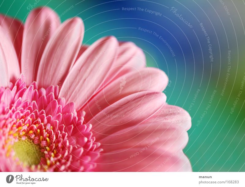 pink Colour photo Multicoloured Pattern Structures and shapes Copy Space right Copy Space top Copy Space bottom Copy Space middle Neutral Background Day