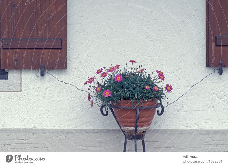 affection Flowerpot Shutter Wall (building) Wire Safety Attach doubly secured Collateralization Plant Rural
