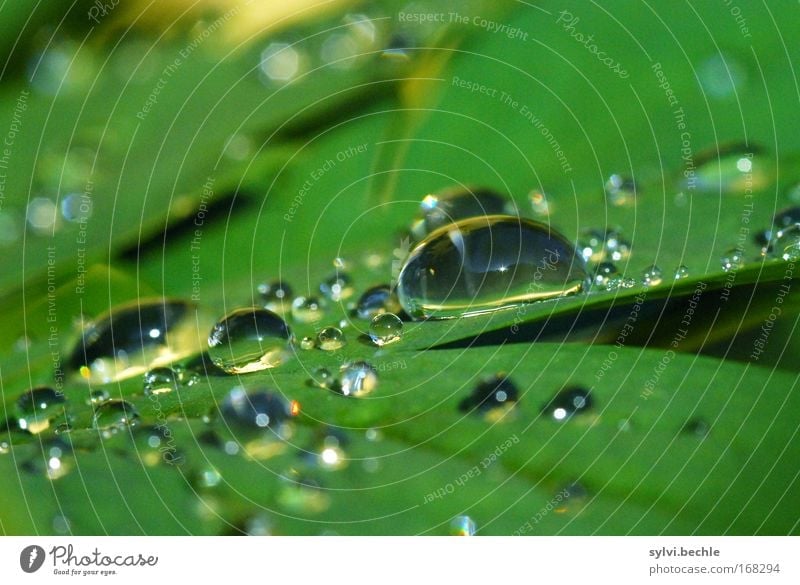 the never ending story Nature Plant Water Drops of water Weather Rain Leaf Glittering Fluid Fresh Cold Wet Beautiful Green Calm Purity Clarity Pure Colour photo