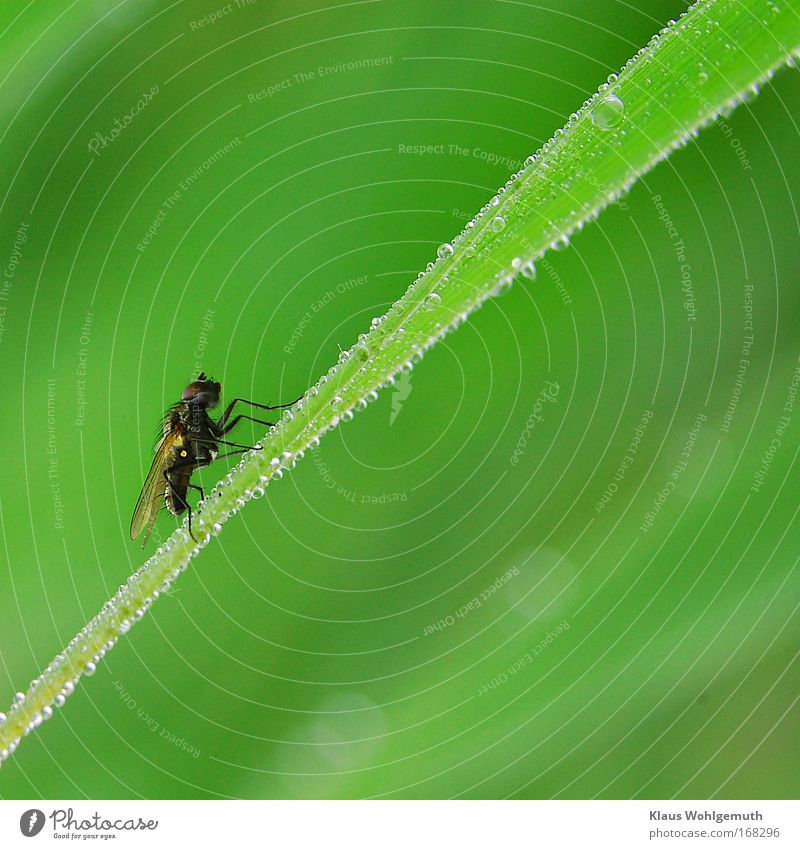 Fly on dew wet reed leaf Colour photo Exterior shot Close-up Detail Deserted Neutral Background Dawn Shallow depth of field Animal portrait Profile Forward