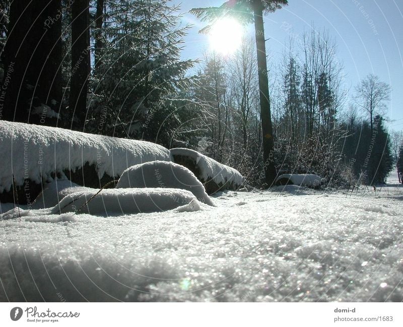 winter forest Winter Forest Wood Tree Snow Landscape Nature Sun